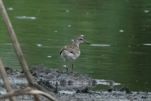 iNaturalist: (c) Дмитрий, some rights reserved (CC BY-NC), uploaded by Дмитрий iNaturalist image