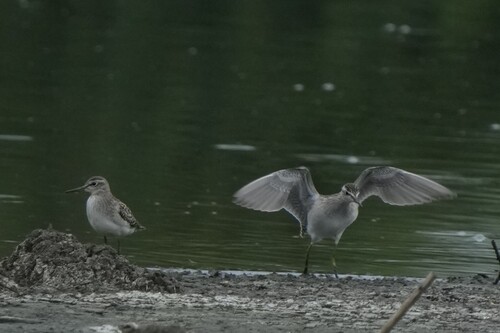 iNaturalist: (c) Дмитрий, some rights reserved (CC BY-NC), uploaded by Дмитрий iNaturalist image
