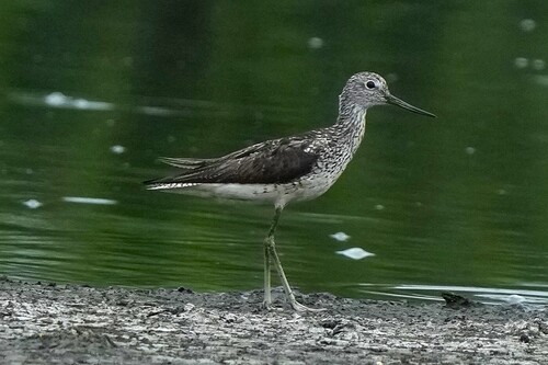 iNaturalist image