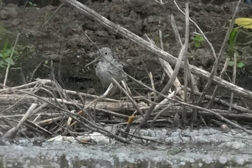 iNaturalist: (c) Дмитрий, some rights reserved (CC BY-NC), uploaded by Дмитрий iNaturalist image