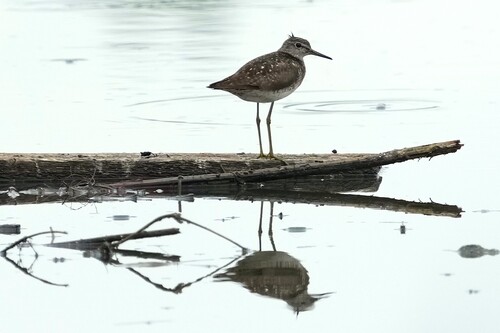 iNaturalist image