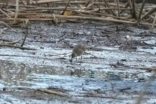 iNaturalist image