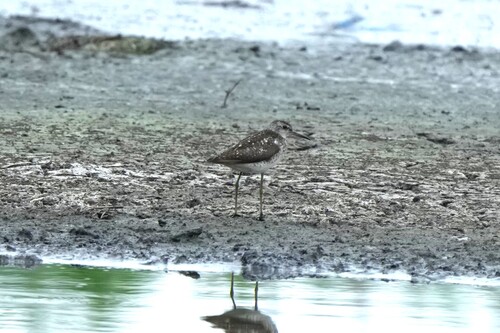 iNaturalist image