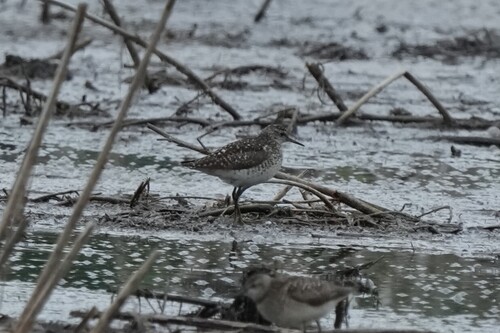 iNaturalist image