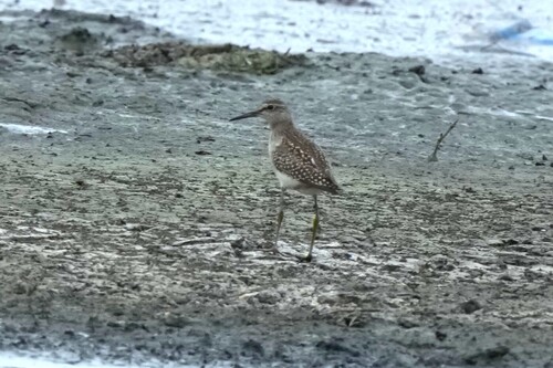 iNaturalist image