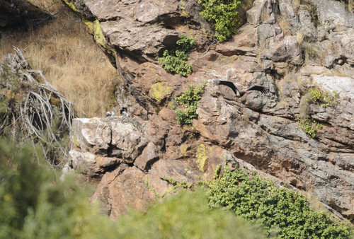 iNaturalist image