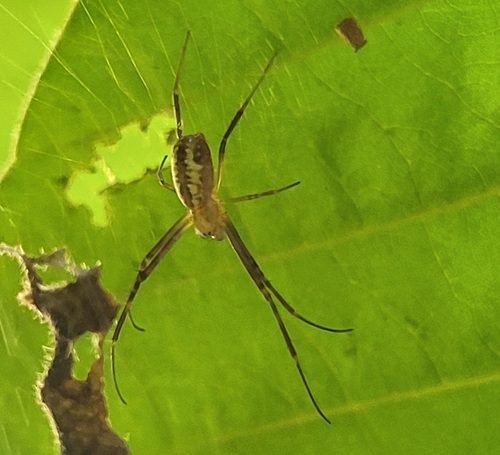 Hairy Golden Orb-weaving Spider