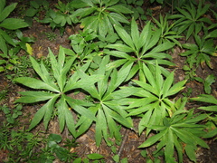 Helleborus purpurascens
