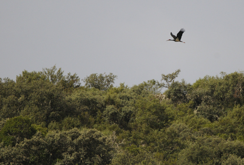 iNaturalist image