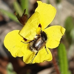 Chasmatopterus