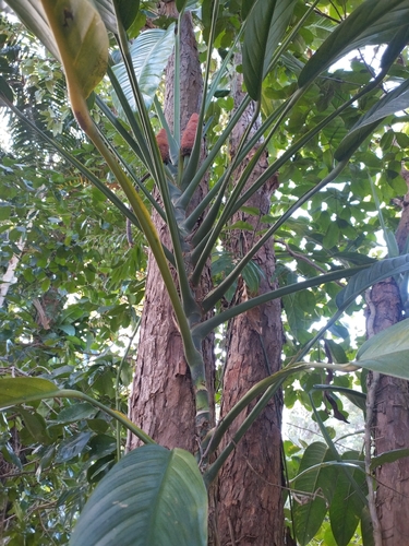 Epipremnum amplissimum