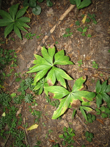 Helleborus purpurascens, photograph 1