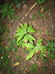 (c) Oleksandr Shynder, some rights reserved (CC BY) Helleborus purpurascens, photograph (c) Oleksandr Shynder, some rights reserved (CC BY)