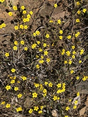 Leptosiphon chrysanthus