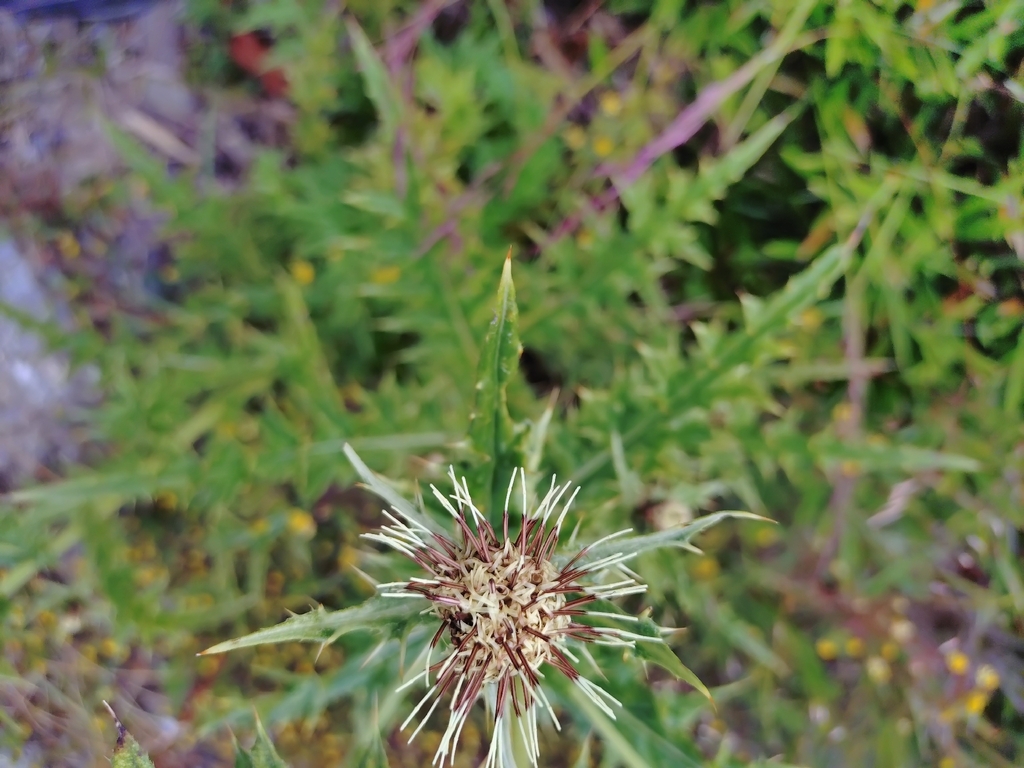Cirsium arisanense; photograph (c) Rick Chou, some rights reserved (CC BY)