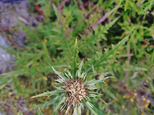 Cirsium arisanense