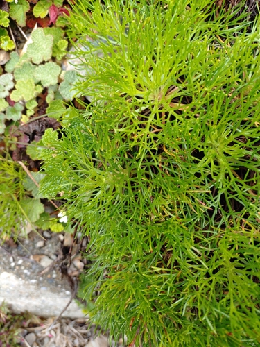Artemisia morrisonensis, photograph 3