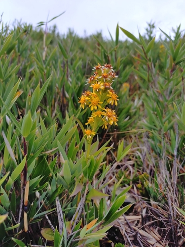 Solidago decurrens, photograph 3