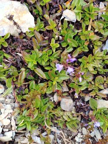 Veronica morrisonicola, photograph 2