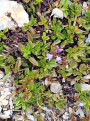Veronica morrisonicola, photograph (c) Rick Chou, some rights reserved (CC BY)