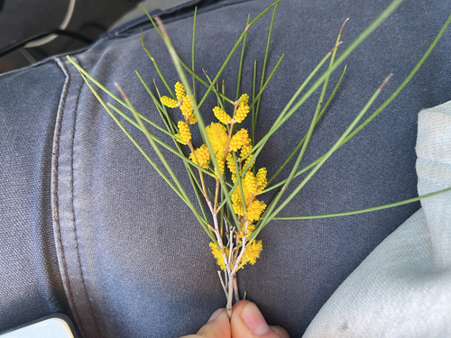 Acacia burkittii, 2026-07-27