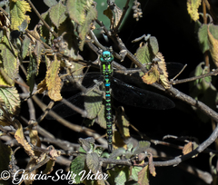 Rhionaeschna planaltica