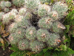 Coryphantha durangensis cuencamensis