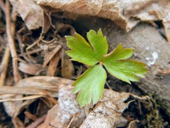 Anemonoides quinquefolia