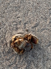 Pseudocotalpa giulianii