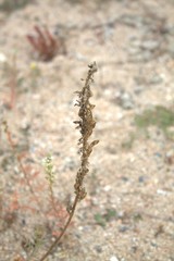 Reseda hookeri