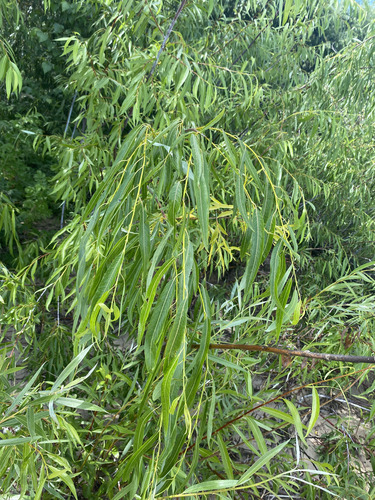 Salix acutifolia