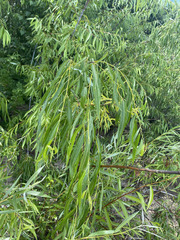 Salix acutifolia