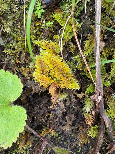 Thuidium cymbifolium, 2026-07-26