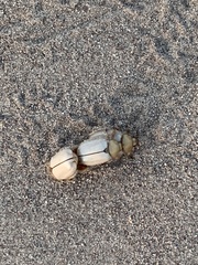 Pseudocotalpa giulianii