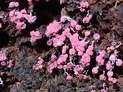 Cribraria purpurea