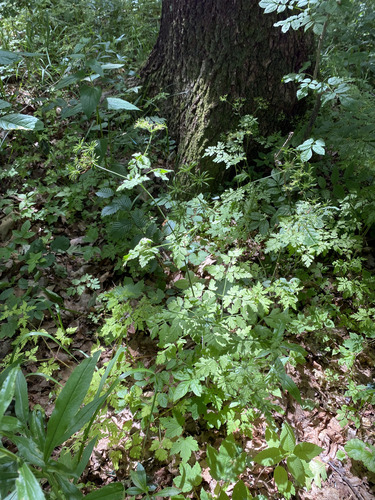 Chaerophyllum temulum, photograph 5
