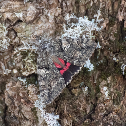 Catocala dilecta