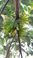 Erycina