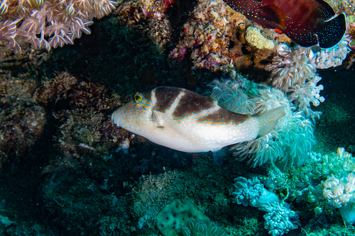 Canthigaster cyanospilota observed 2026-07-11