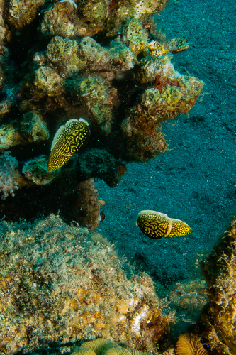 Anampses lineatus observed 2026-07-11