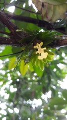 Erycina