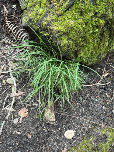Microlaena stipoides observed 2026-07-26