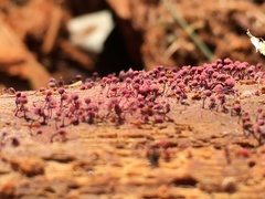 Cribraria purpurea