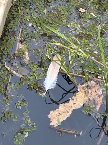 Nankeen Night Heron