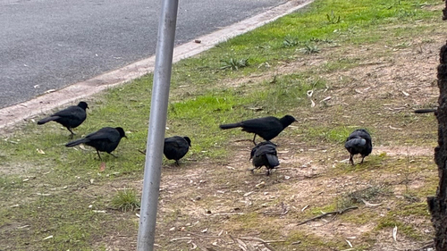 White-winged Chough