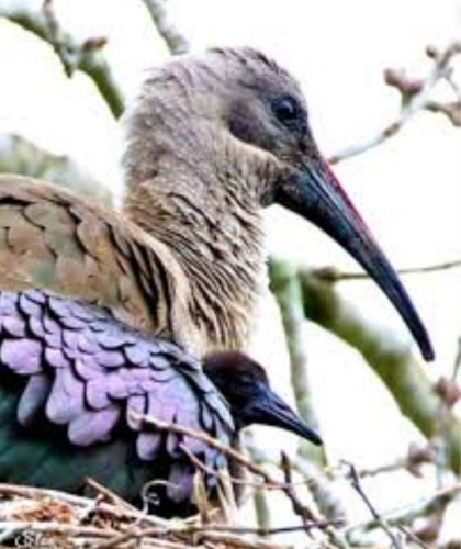 iNaturalist image
