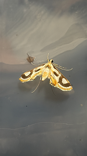 Eoophyla siennata