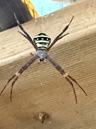 Northern Saint Andrew's Cross Spider