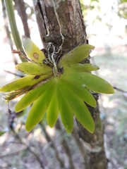 Erycina