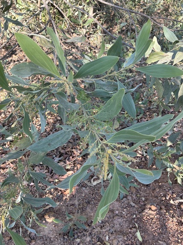 candelabra wattle